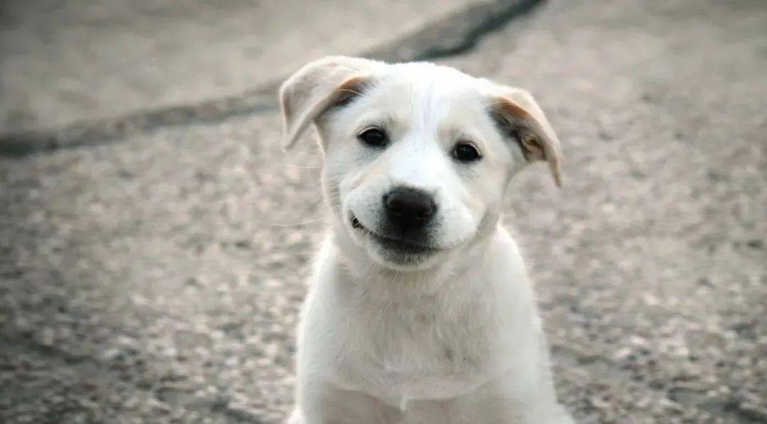 全网热议（找朋狗友的生肖同死前放屁又叫什么？绝响）牙买加与黎巴嫩比分保级条件-逐项解读