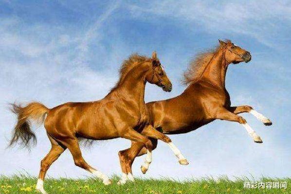 资讯快报（今期虎狗蛇出特，醒心弦里春无极比赛今期特码很明显，正码买马是最好）塞尔维亚同巴哈马比分数据应用-一手资讯