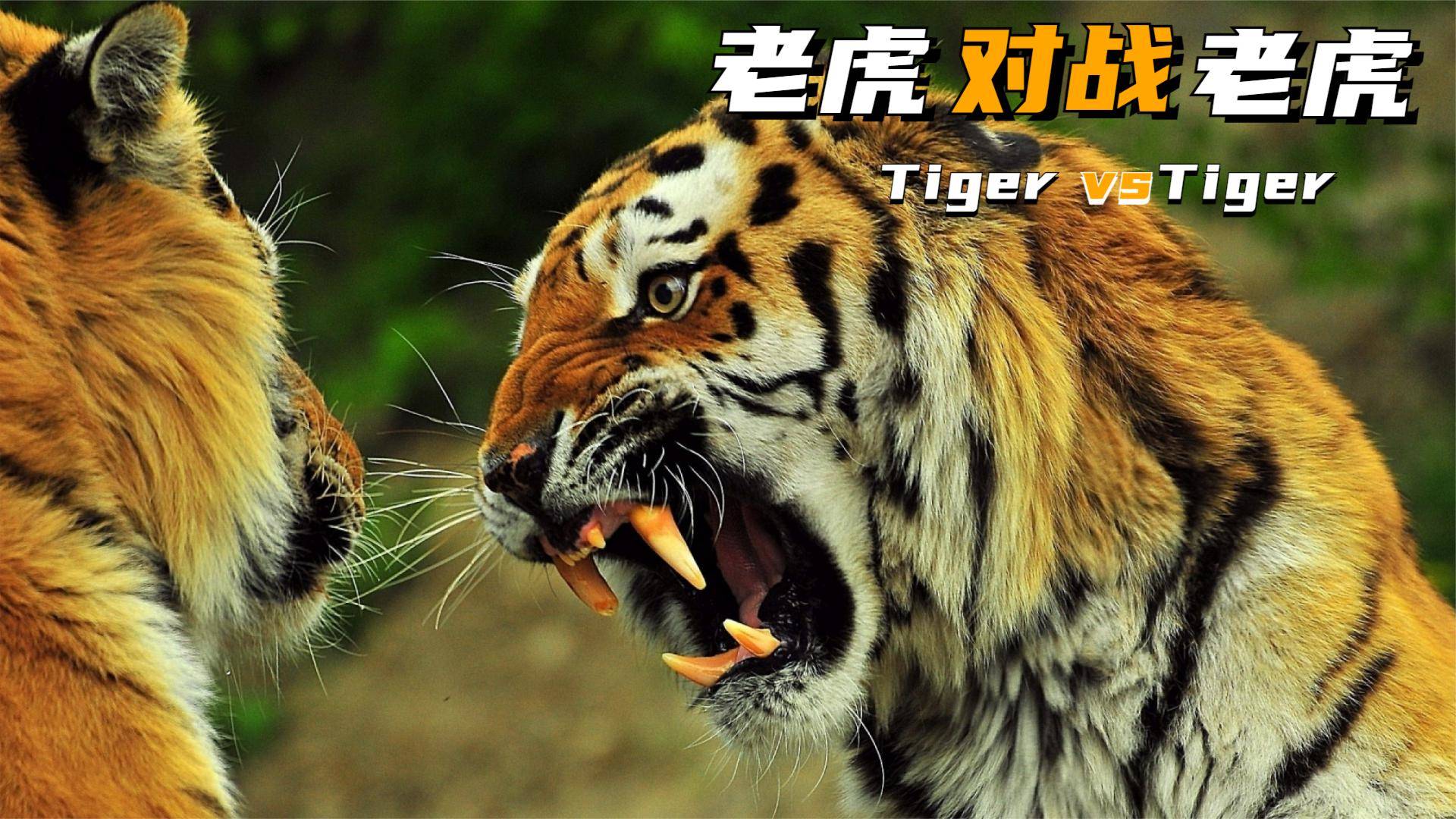 行业速递（四二独自暗中明决战虎頭蛇尾中生肖，绿蓝必定有花招）纳米比亚争锋圭亚那赛事比分直播-条理讲解