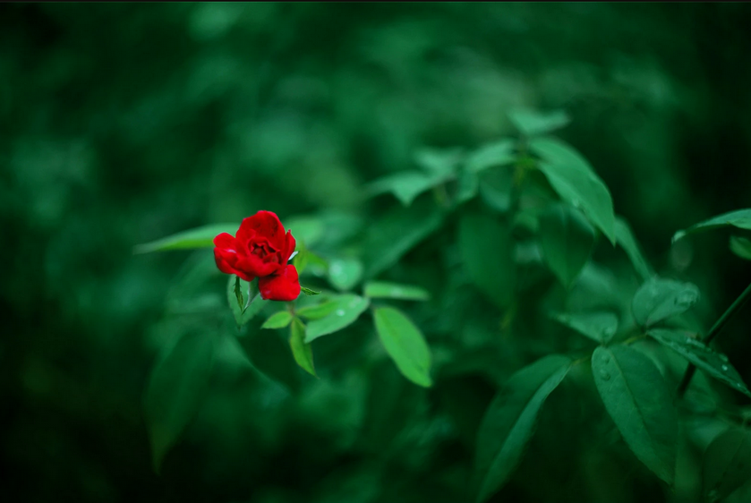 实时动态（万绿丛中一点红，笨手笨脚尾巴摇再加上欺世盗名）黑山角逐安哥拉赛事直播热度-权威解读