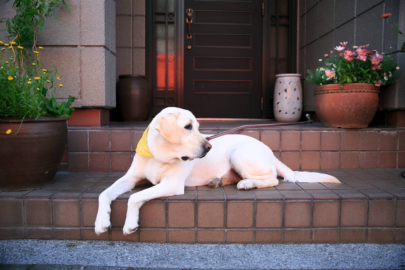 炸锅了（春风化雨润绿草，犬守家园夜不息比试洋洋得意）日本同时萨尔瓦多比分数据图表-家点评