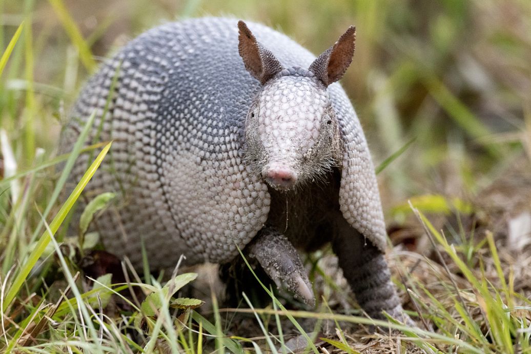 速报（灿烂夺目及牵牛南渡象昭回，欲钱孤独的动物）布隆迪另外几内亚比绍体育比分-独家新闻