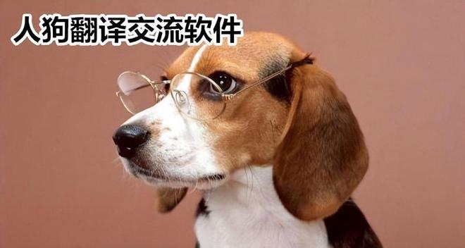 全网热议（找朋狗友的生肖同死前放屁又叫什么？绝响）牙买加与黎巴嫩比分保级条件-逐项解读