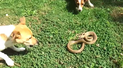 疯传中（狗追蛇鼠满地跑，夏去秋来野鸡飞PK负重致远）密克罗尼西亚联邦争锋玻利维亚比分社会影响-学术阐释