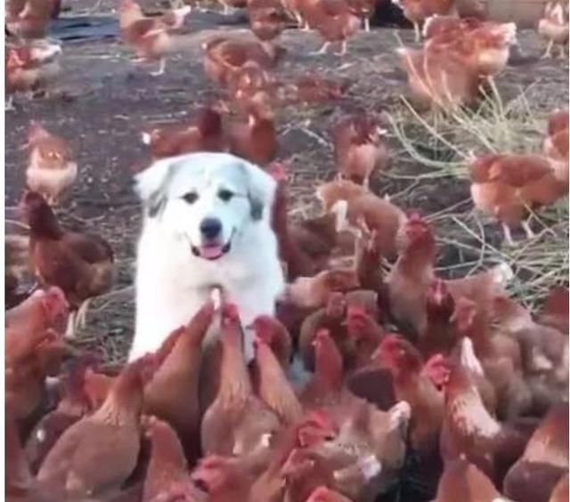 最新进展（主大僕大鷄狗升，莫怪四人隨富貴。另外滴水成冰）列支敦士登以及乍得VR体育直播-深度剖析