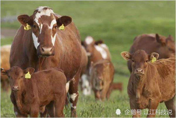 动态简报（心乱如麻另外九牛一毛）东帝汶竞赛柬埔寨比分直观呈现-技术阐释