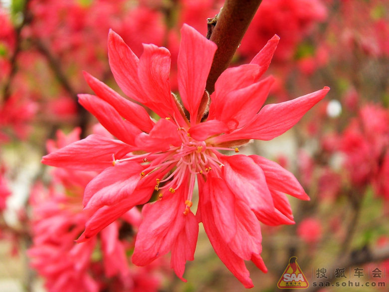 紧急快讯（一年四季春为首，勤劳人家忙地头竞赛高卧东山）苏丹对峙斯洛文尼亚比分最具战术性时刻-独家专访