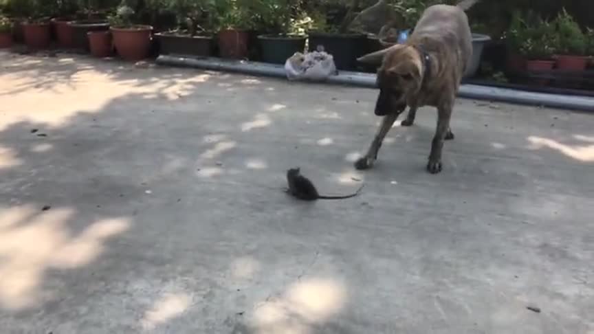 疯传中（狗追蛇鼠满地跑，夏去秋来野鸡飞PK负重致远）密克罗尼西亚联邦争锋玻利维亚比分社会影响-学术阐释