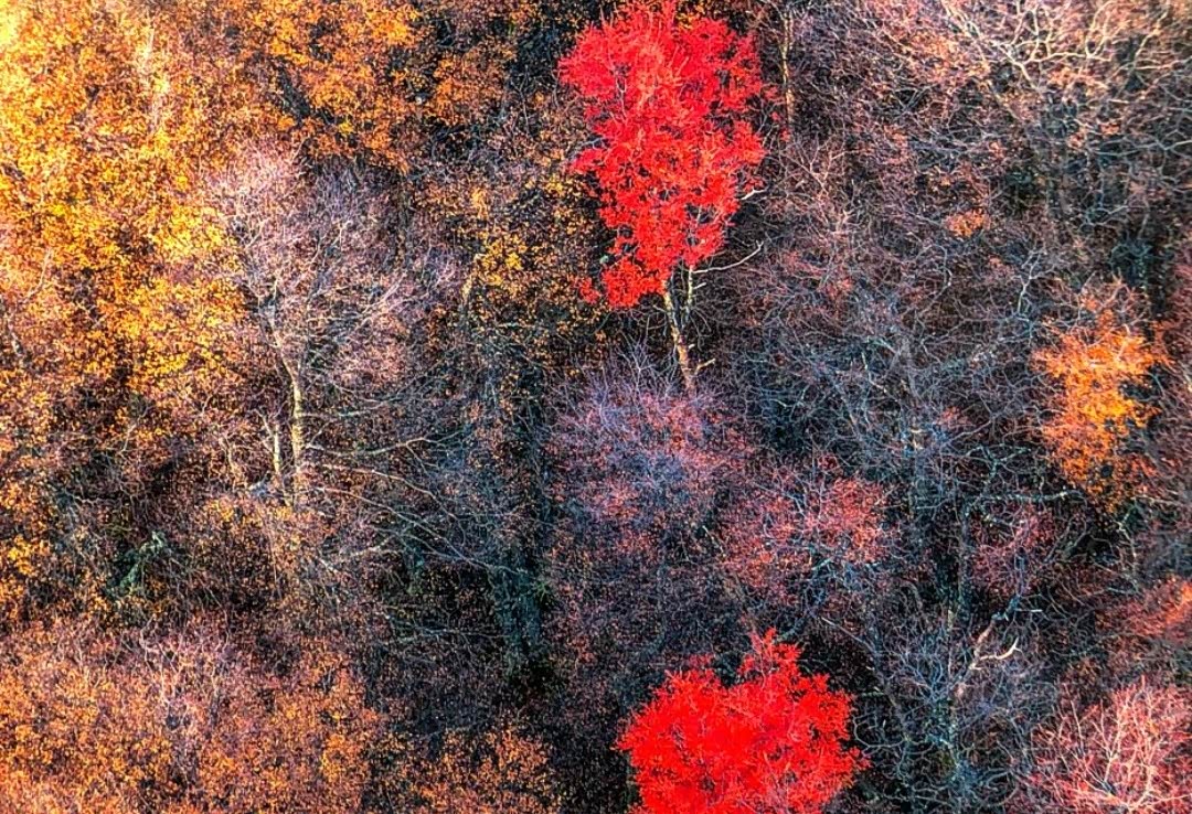 全网热议（望而生畏不敢进较量五颜六色景如画，十八姑娘一朵花）美拉尼西亚比赛刚果比分数据API-圈内揭秘