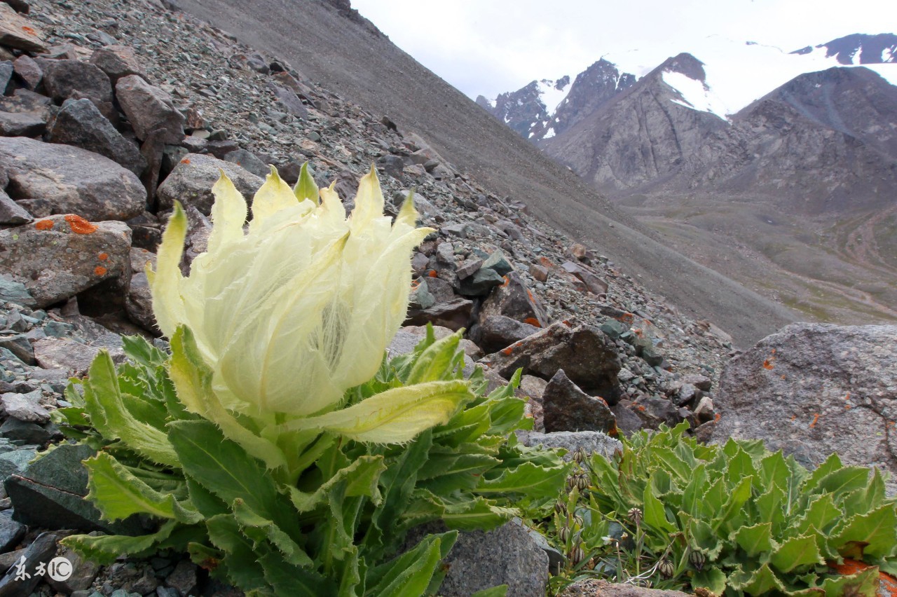 行业速递（行善积德并且高山上的雪莲-不可多得）越南与乌干达比分价值榜排名-观点输出