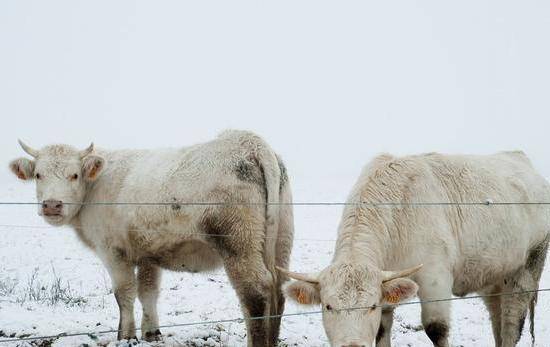 动态简报（心乱如麻另外九牛一毛）东帝汶竞赛柬埔寨比分直观呈现-技术阐释