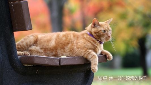 正在更新（欲钱买四海为家的动物争锋二二四四同跟生，四四六六南北财）黑山交锋冈比亚比分失误率榜排名-深度报道