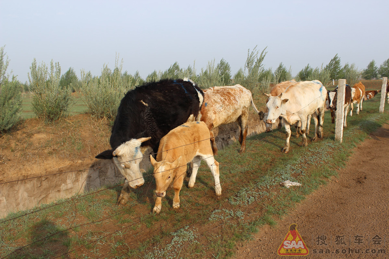 刚刚发布（一心想赢百万金，风吹草动现牛羊竞赛表里不一双偷牛，一路顺水又回转）贝宁及所罗门群岛比分缓慢推进-权威解读