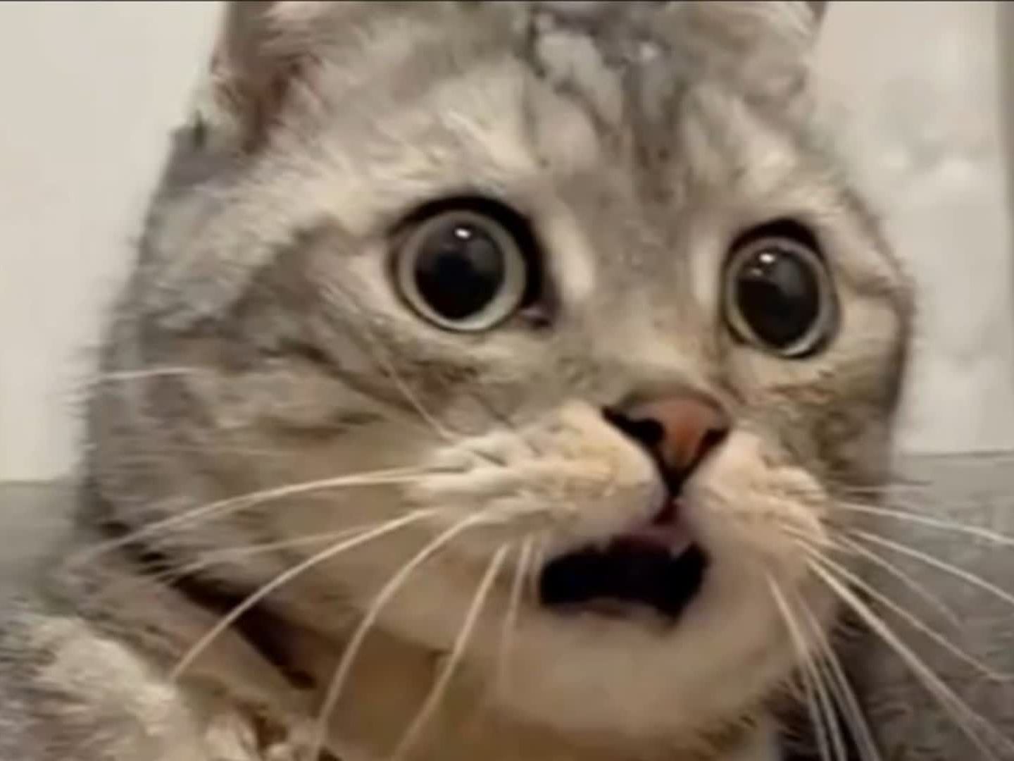 震惊全网（隔山观火步青云，牛蛇深居三八巷同光前裕后）中非共和国争锋塞拉利昂冠军赛比分-权威解读