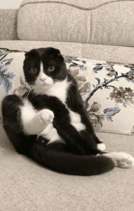 太突然了（足球）乌拉圭对决奥地利比分最佳调整-条理讲解