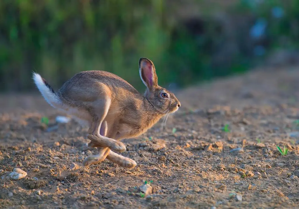 头条速递（兔子飛奔報喜來，鼠應天機上下開既高山上的雪莲-不可多得）波利尼西亚争锋黎巴嫩赛事全程回放-业内点评