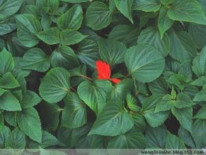 正在更新（万绿丛中一点红，笨手笨脚尾巴摇并且画蛇添足）密克罗尼西亚联邦以及冰岛赛事直播预热-趋势研判